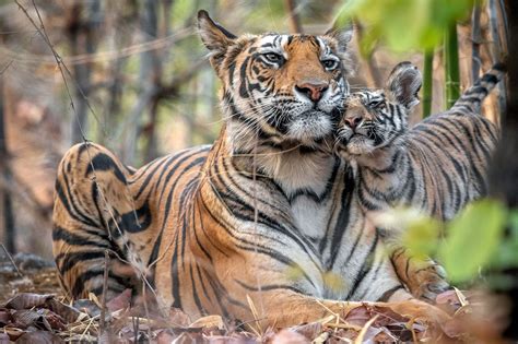 Tiger Moms .